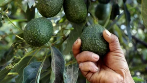 aguacate.jpg