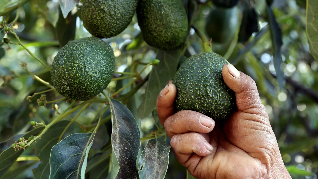 aguacate.jpg